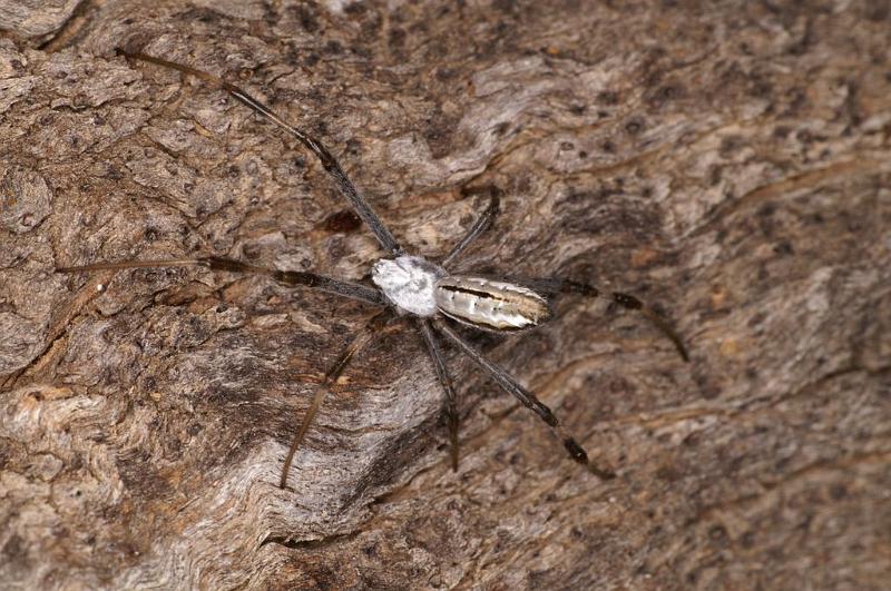 Argiope_syrmatica_D7157_Z_88_Macquarie caravan park_Australie.jpg
